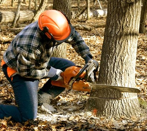 Tree Removal in Quincy, MI